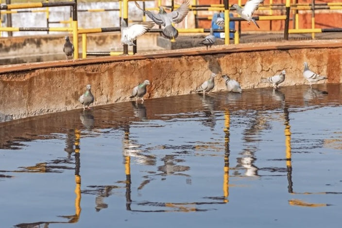 Several pigeons standing and flying along the edge of a concrete pool or basin, with yellow railings in the background and their reflections visible in the water.